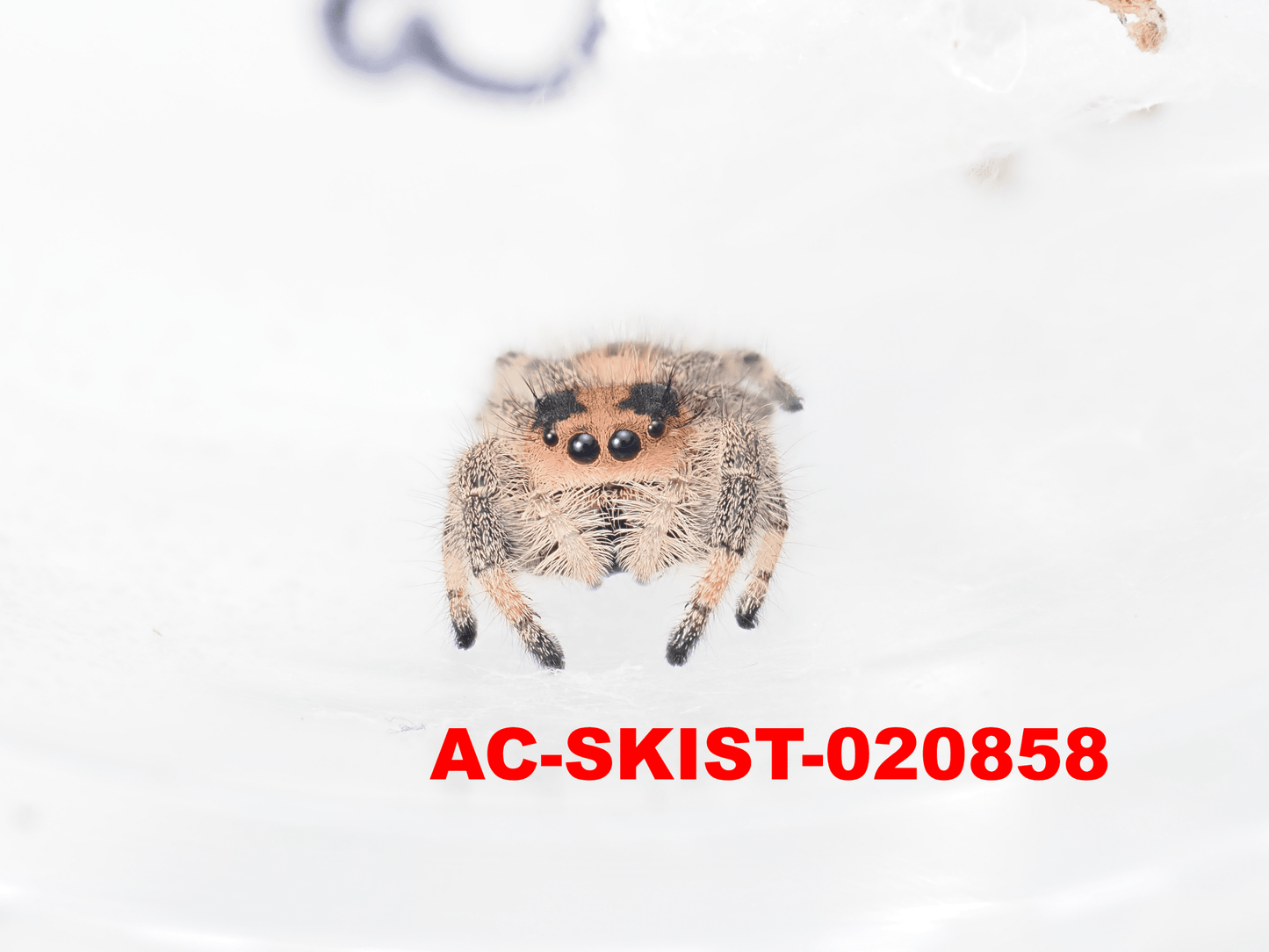 Royal (Phidippus regius) AC - SKIST - 020858 - Arthropods Canada