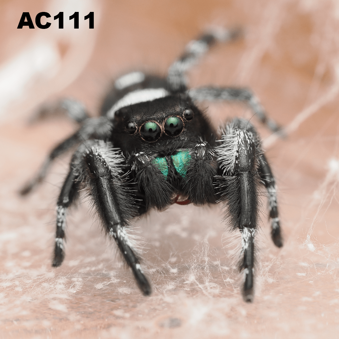 Royal (Phidippus regius) AC111 - Arthropods Canada