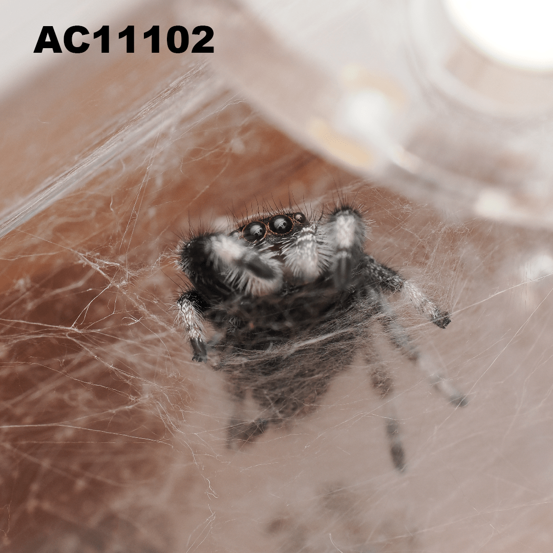 Royal (Phidippus regius) AC11102 - Arthropods Canada