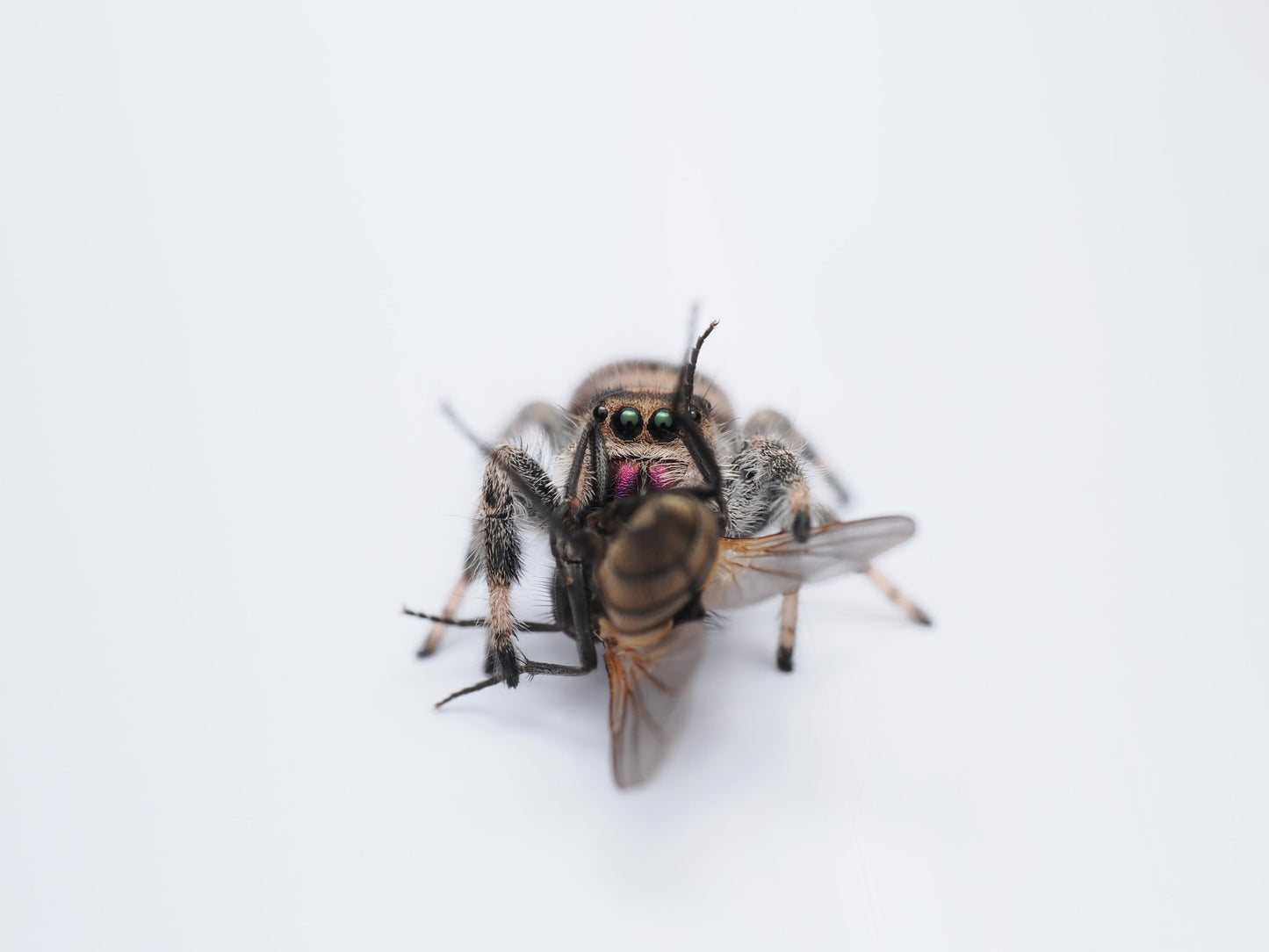 Royal (Phidippus regius) AC115 - Arthropods Canada