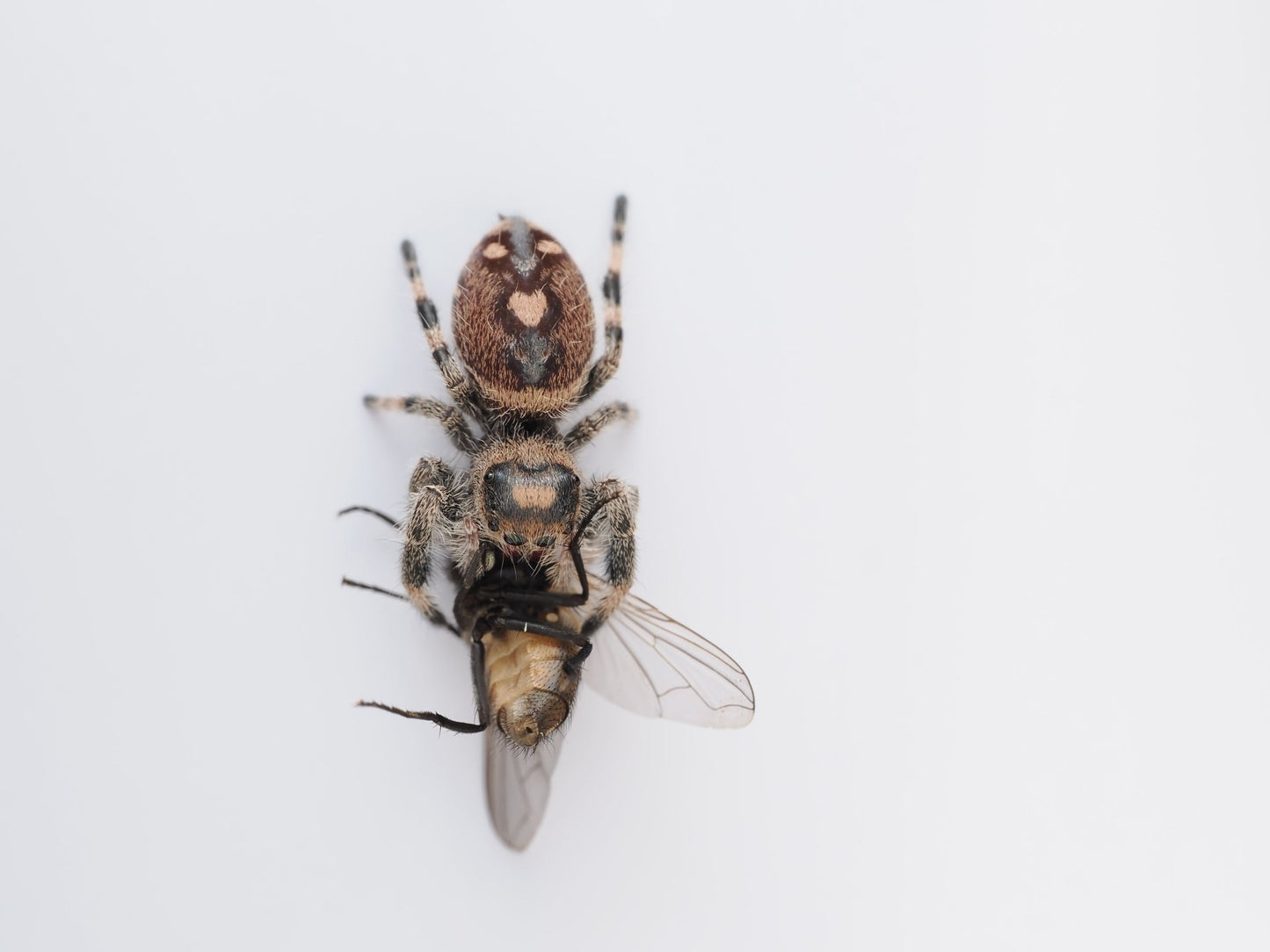 Royal (Phidippus regius) AC115 - Arthropods Canada
