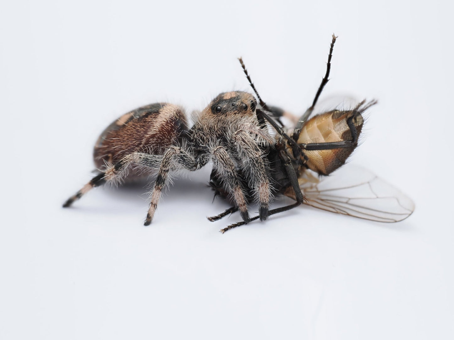 Royal (Phidippus regius) AC115 - Arthropods Canada
