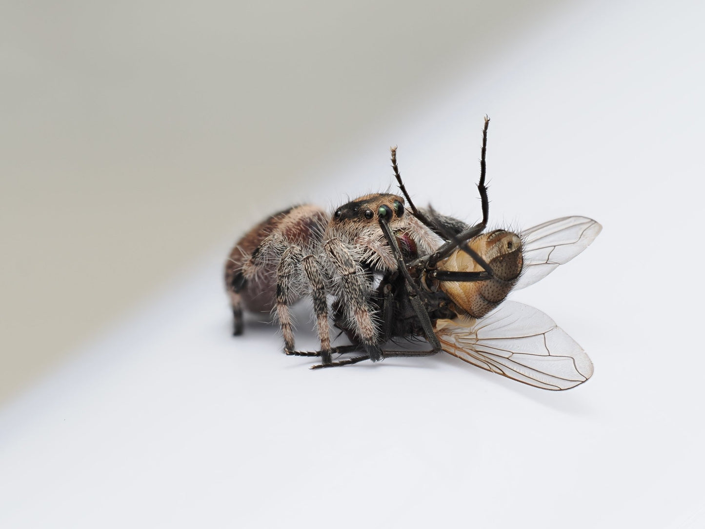 Royal (Phidippus regius) AC115 - Arthropods Canada