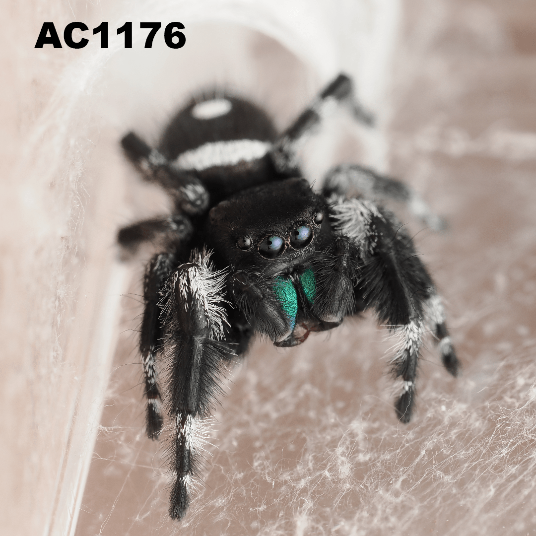 Royal (Phidippus regius) AC1176 - Arthropods Canada