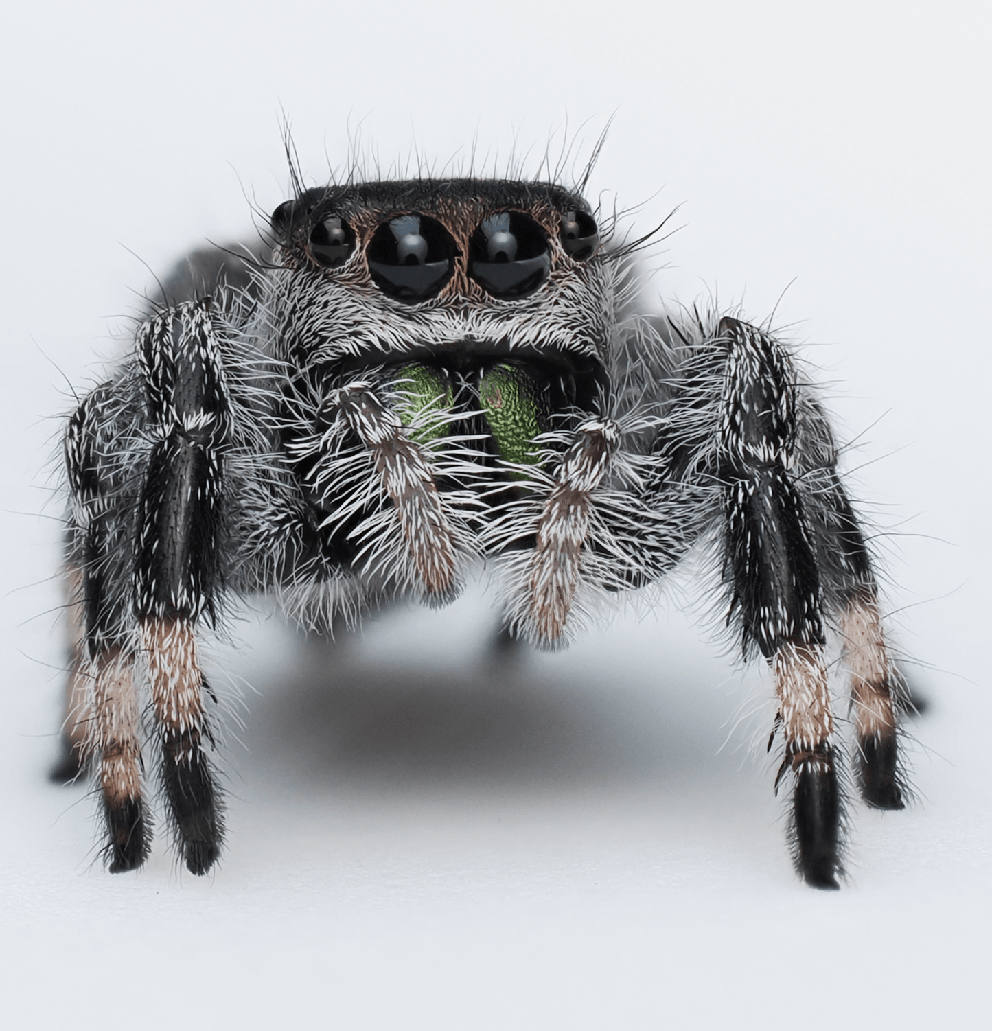 Royal (Phidippus regius) AC1183 - Arthropods Canada