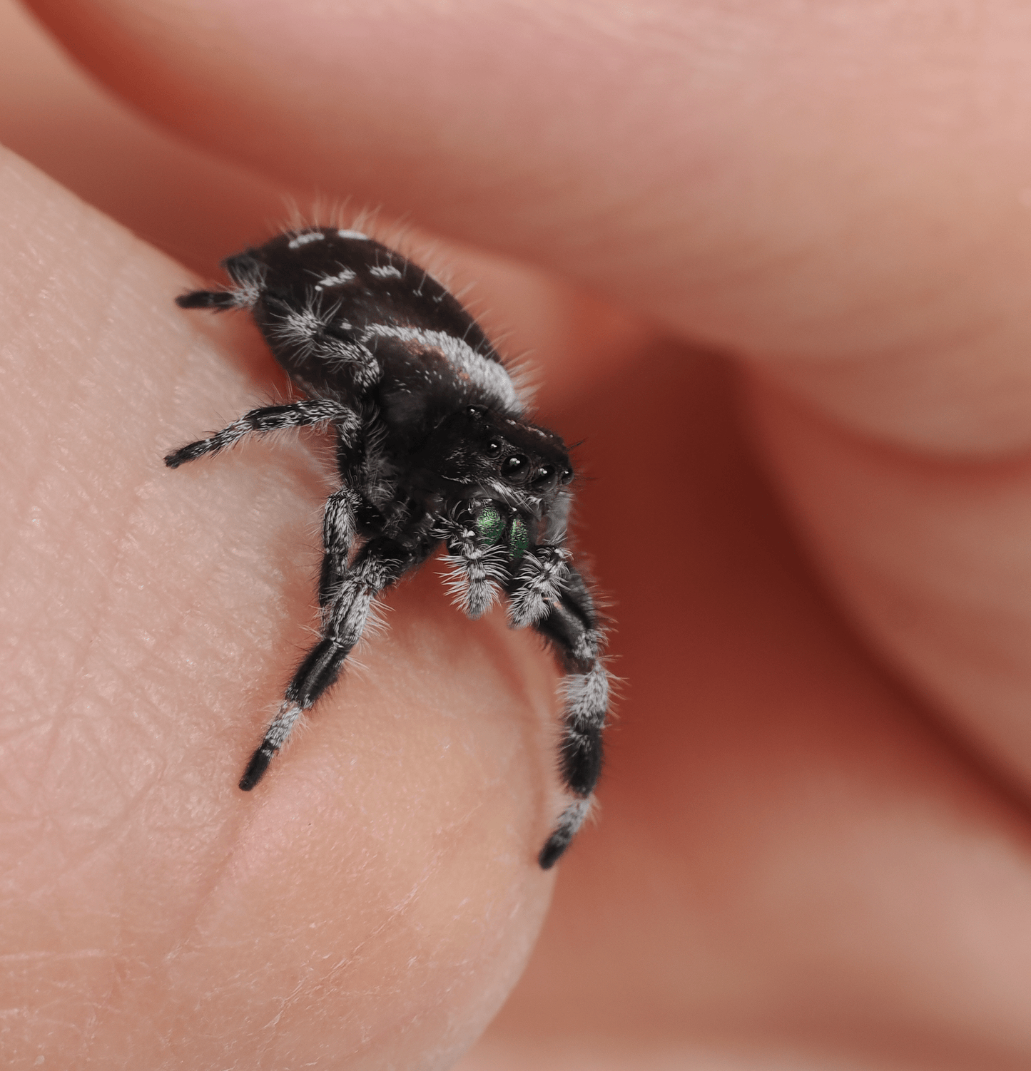 Royal (Phidippus regius) AC1311 - Arthropods Canada