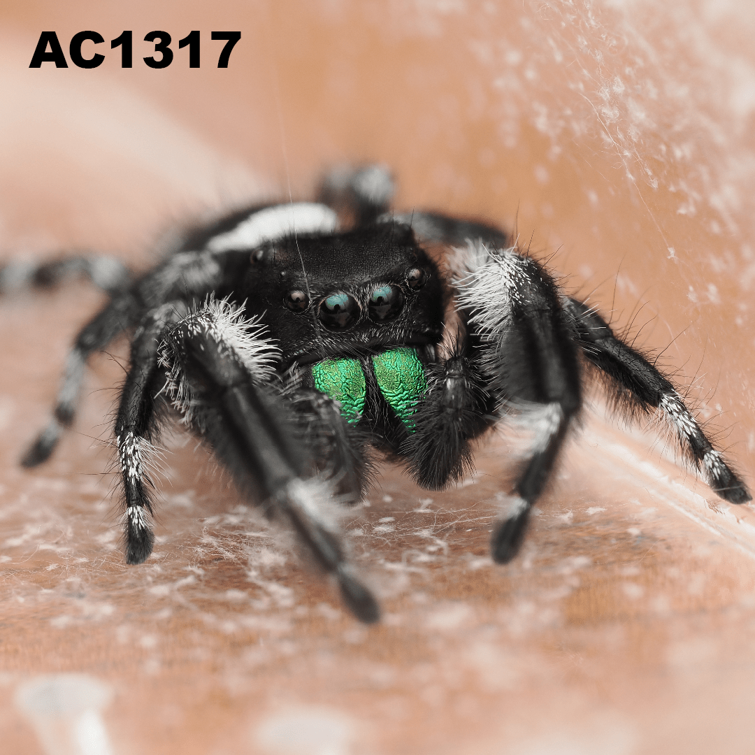Royal (Phidippus regius) AC1317 - Arthropods Canada