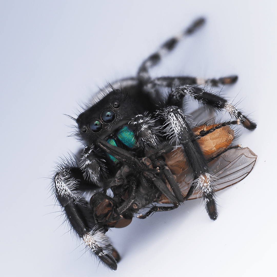 Royal (Phidippus regius) AC132 - Arthropods Canada