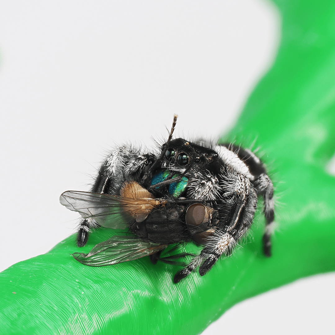 Royal (Phidippus regius) AC1323 - Arthropods Canada