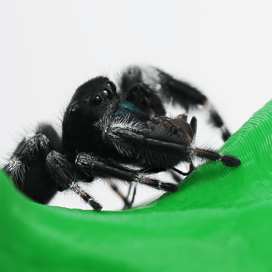 Royal (Phidippus regius) AC136 - Arthropods Canada