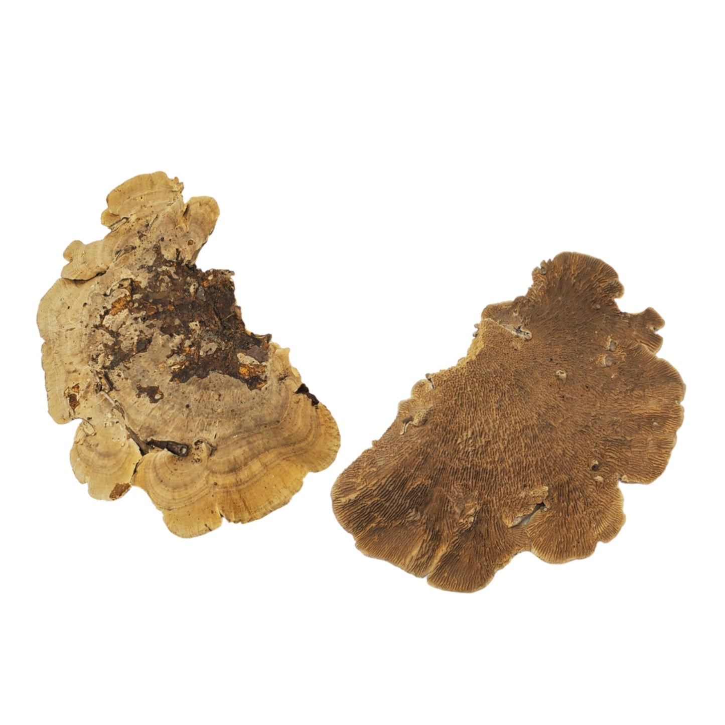 Sponge Mushroom (2/pack) - Arthropods Canada