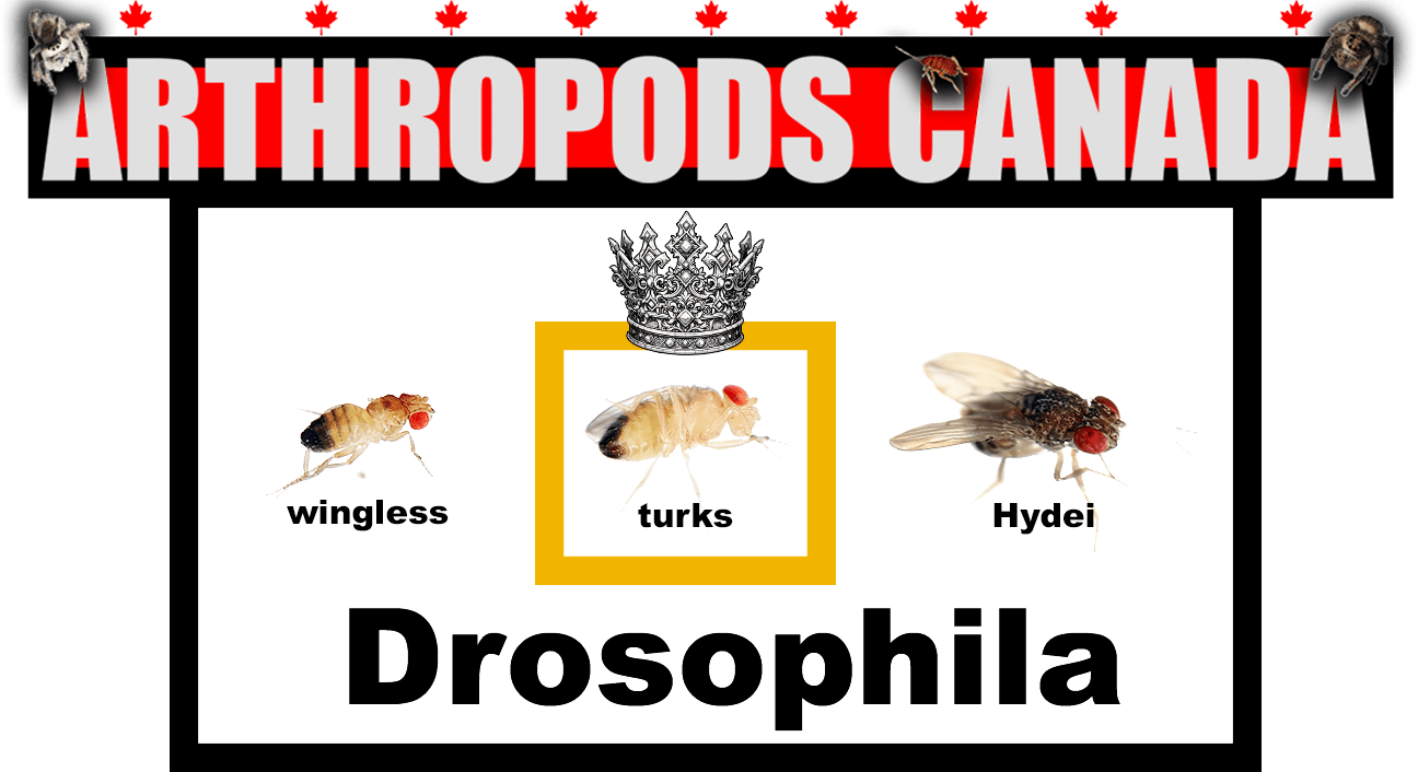 Drosophila melanogaster - Arthropods Canada