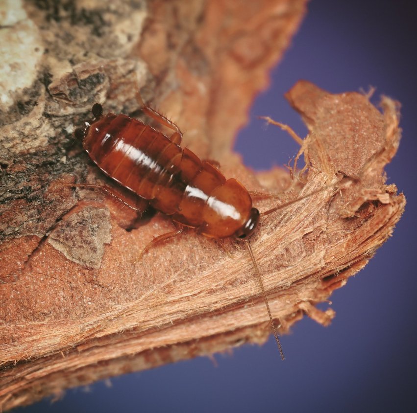 Parcoblatta americana - Arthropods Canada