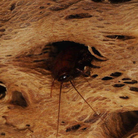 Parcoblatta americana - Arthropods Canada