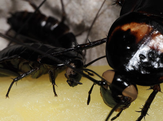 Periplaneta americana – “VENOM” - Arthropods Canada