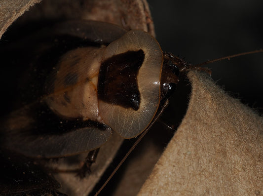 Blaberus discoidalis - the story begins - Arthropods Canada