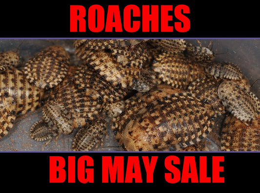 Celebrate Our 1st Anniversary with Huge Savings on Feeder Insects! - Arthropods Canada