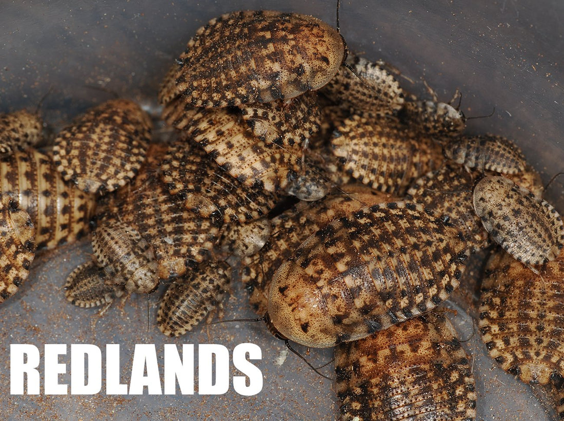 Roaches Label Roachbox - Monthly roaches in Canada! – Arthropods Canada
