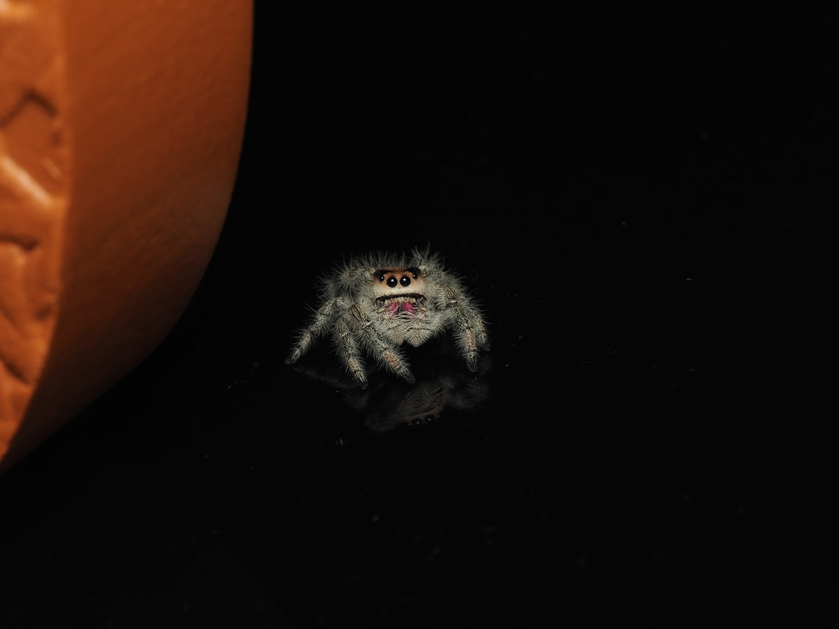 Royal (Phidippus regius) AC-B-01000 — photograph c3d52044-d88a-427b-94cd-f3b5c0c95afc