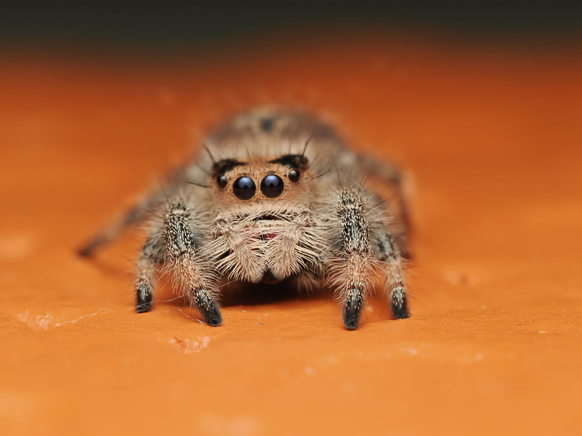 Royal (Phidippus regius) AC-B-01002 — photograph 94e57ef9-c263-4e93-b990-976f05791f0a