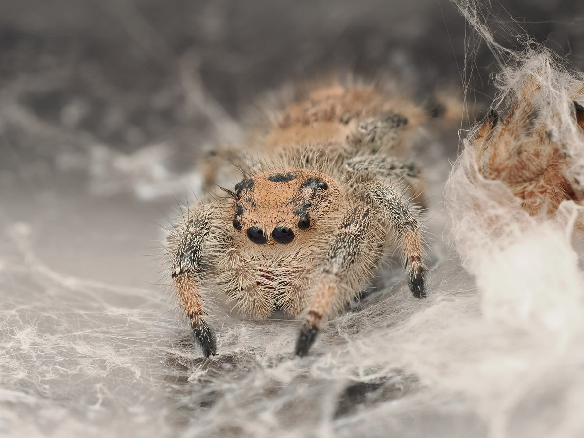 Royal (Phidippus regius) AC-B-01003 — photograph 21f76b18-4d63-4de1-b11e-fb43f13f5c37