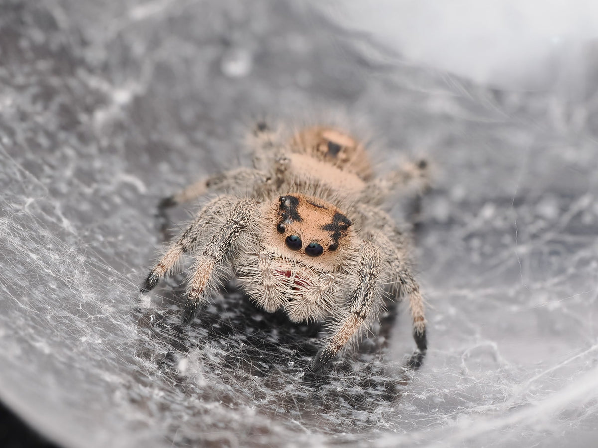 Royal (Phidippus regius) AC-B-01004 — photograph 22679649-681a-4426-ae01-17331836e2a2