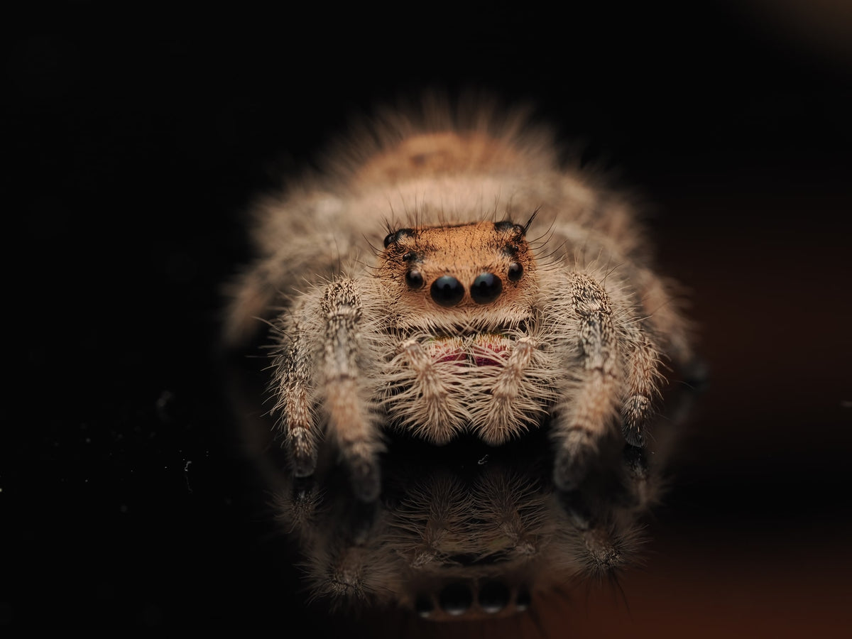 Royal (Phidippus regius) AC-B-01005 — photograph 4d7b5697-9950-4d8a-bf4b-51f1734aff0e