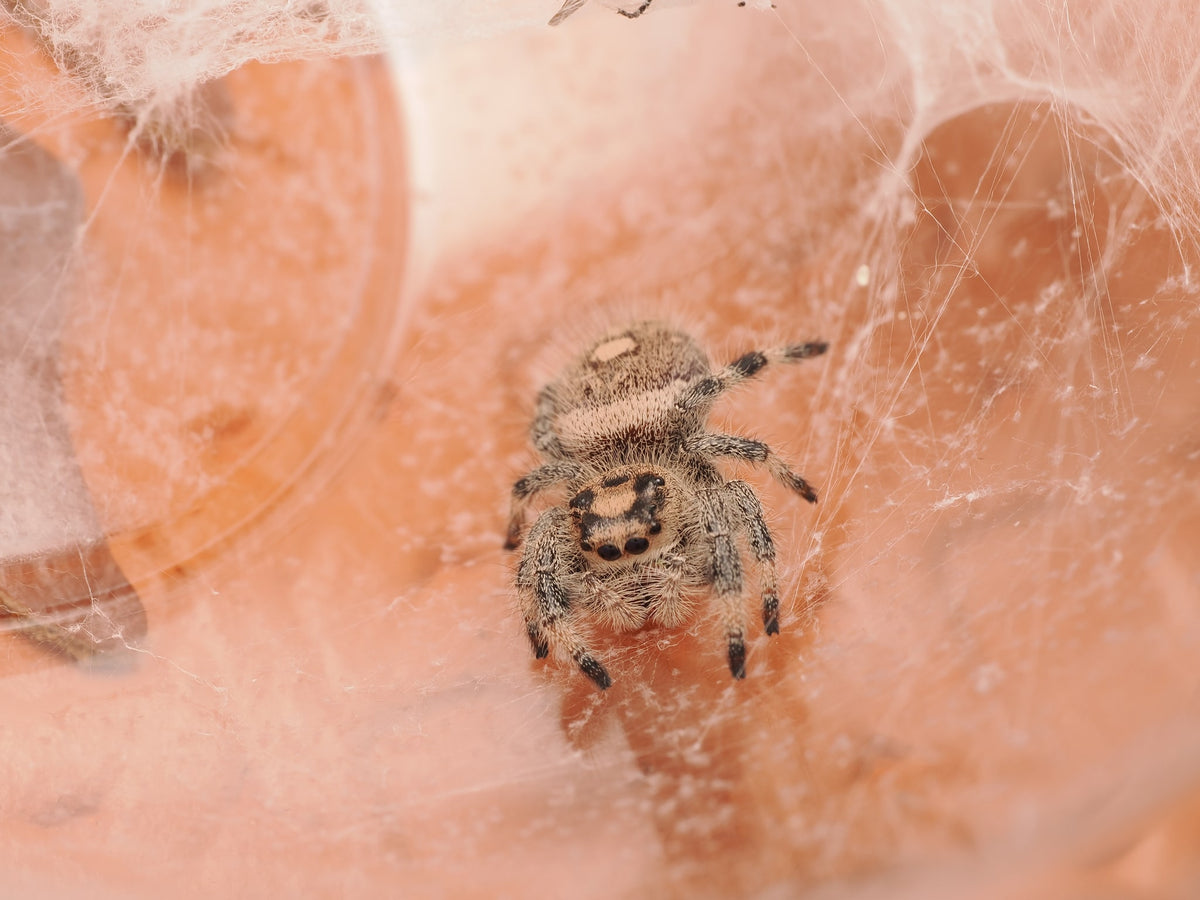 Royal (Phidippus regius) AC-B-01008 — photograph 729c68c6-a95d-4613-b3d0-2aebe7e8537c
