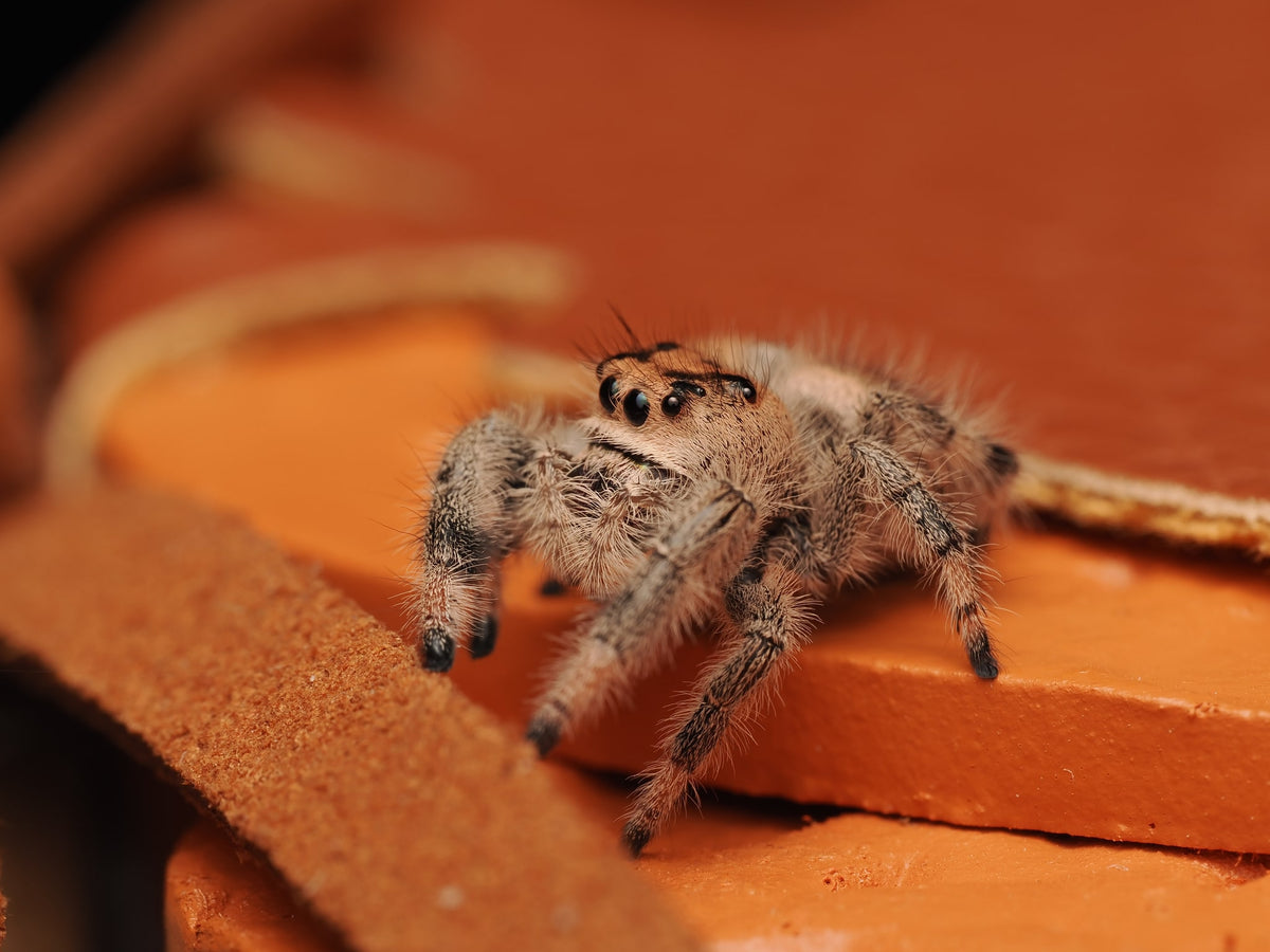 Royal (Phidippus regius) AC-B-01010 — photograph 1ef70414-7f3e-43be-a04e-8f76395d776f