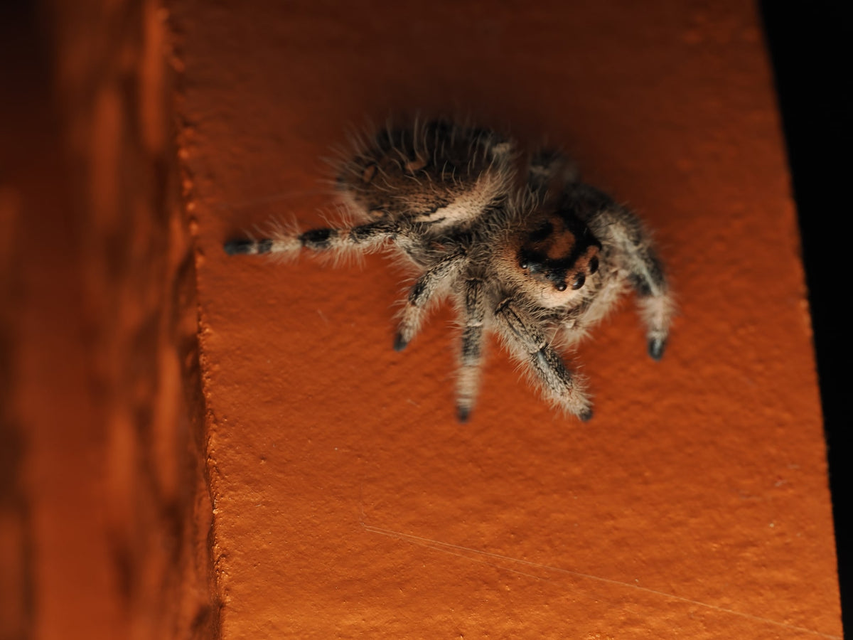 Royal (Phidippus regius) AC-B-01011 — photograph a6b7fd50-2c51-450d-a699-a2109f5453f1