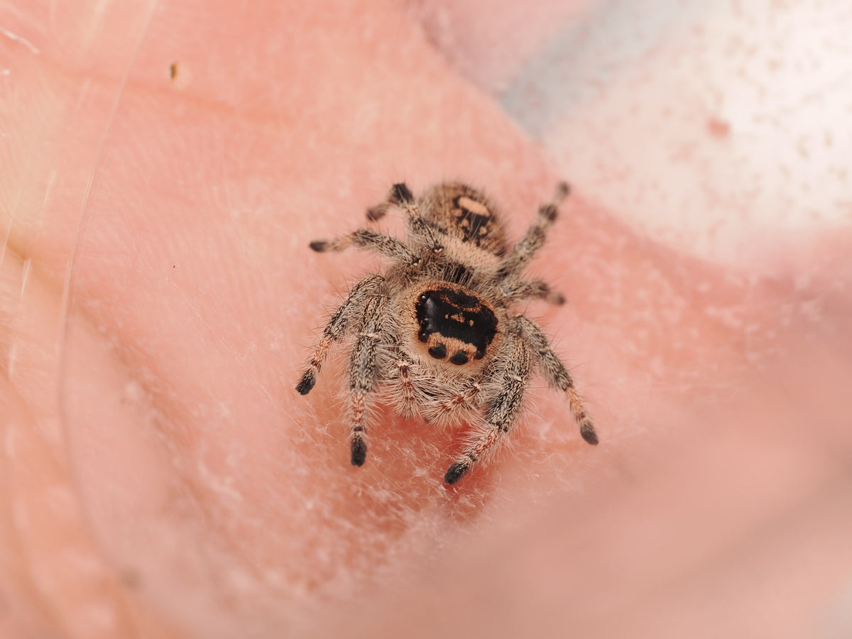 Royal (Phidippus regius) AC-B-01012 — photograph 3e8c3d3d-c9d3-4267-a5cf-bbdf7c39b28b