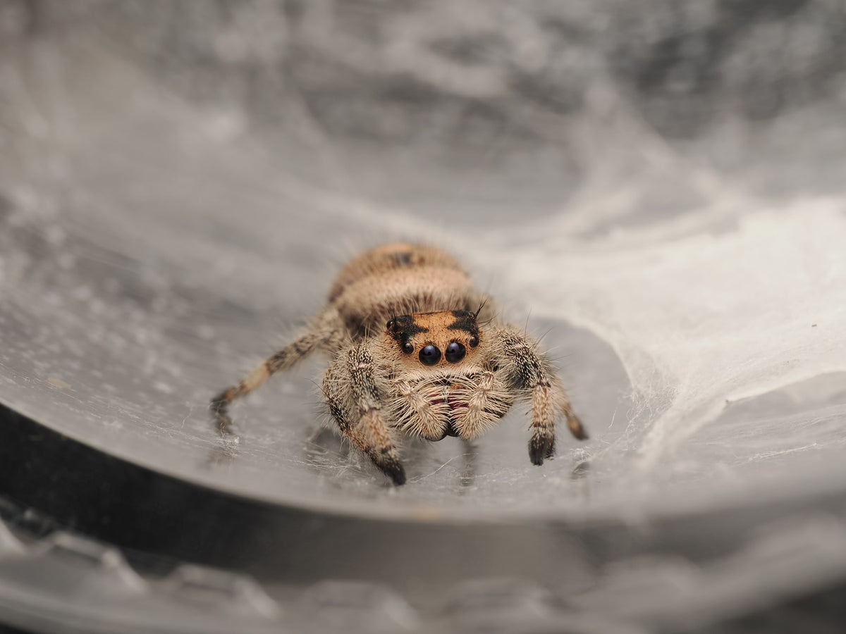 Royal (Phidippus regius) AC-B-01013 — photograph 339c2aac-e686-442e-a480-751bdd2d98e1