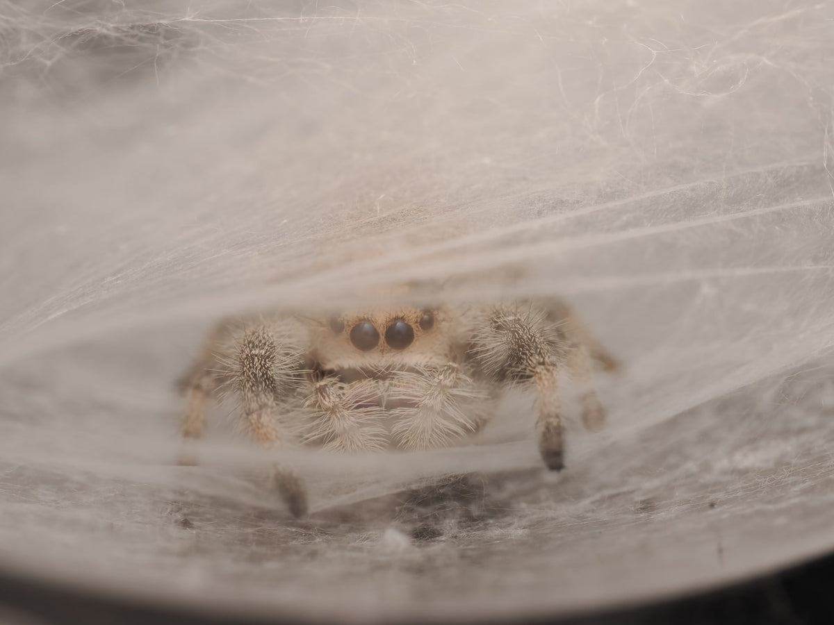 Royal (Phidippus regius) AC-B-01014 — photograph 5adc2cce-69b4-4042-ba62-a49a4cc62680