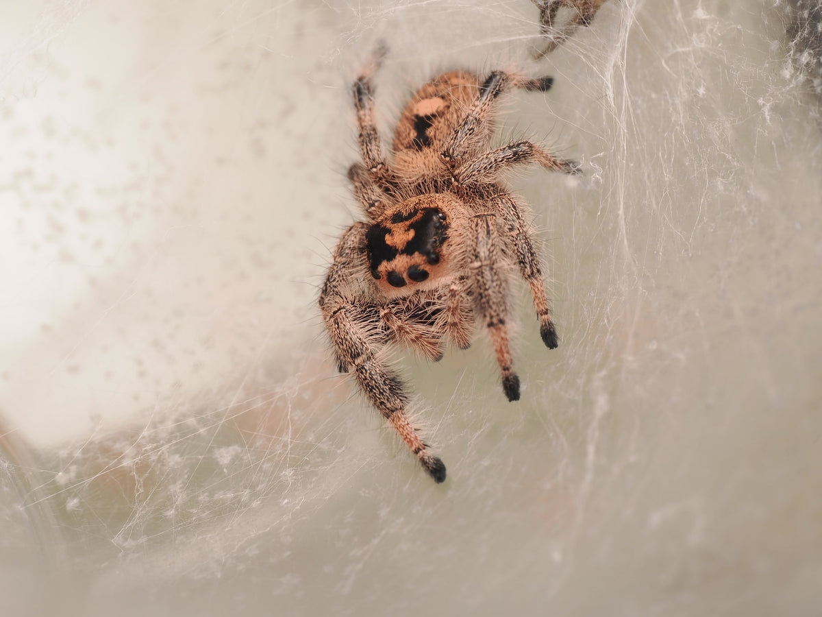 Royal (Phidippus regius) AC-B-01015 — photograph 02cfe12b-3150-4a59-b93c-3543a4ef4d6b