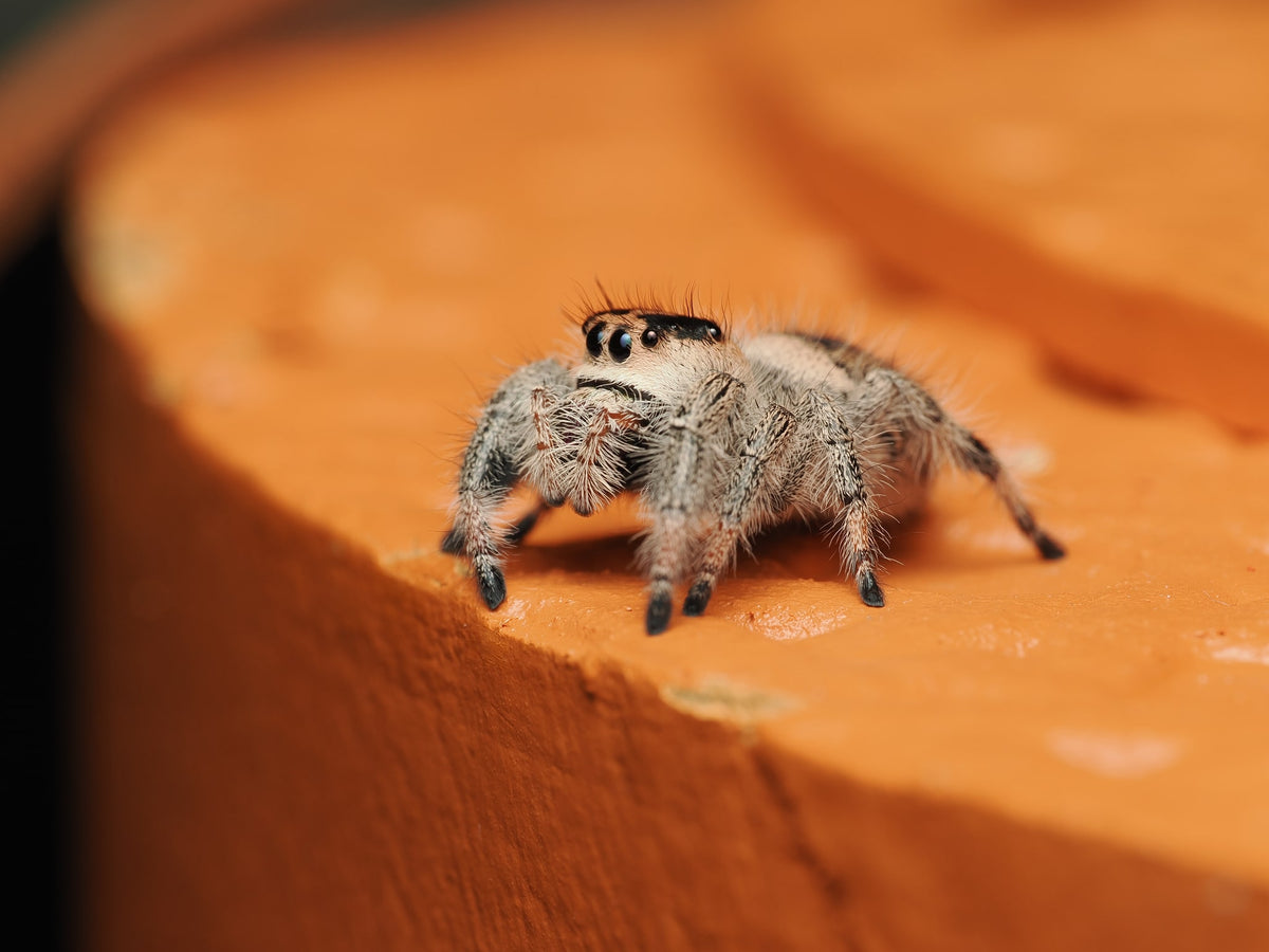 Royal (Phidippus regius) AC-B-01016 — photograph 52565194-13dc-434d-b41e-9d98217506d8
