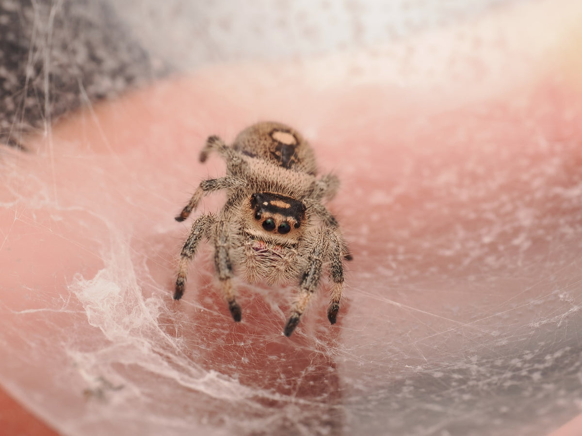 Royal (Phidippus regius) AC-B-01017 — photograph cc68f01a-7a68-4f02-a5e0-39e7b4ea4c8a