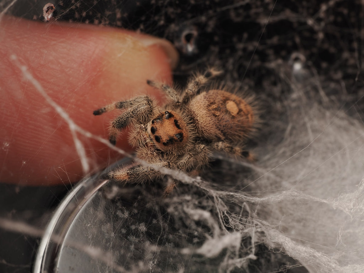 Royal (Phidippus regius) AC-B-01018 — photograph 1920ecb2-6d7d-43f4-b2e8-f659a3f59e24