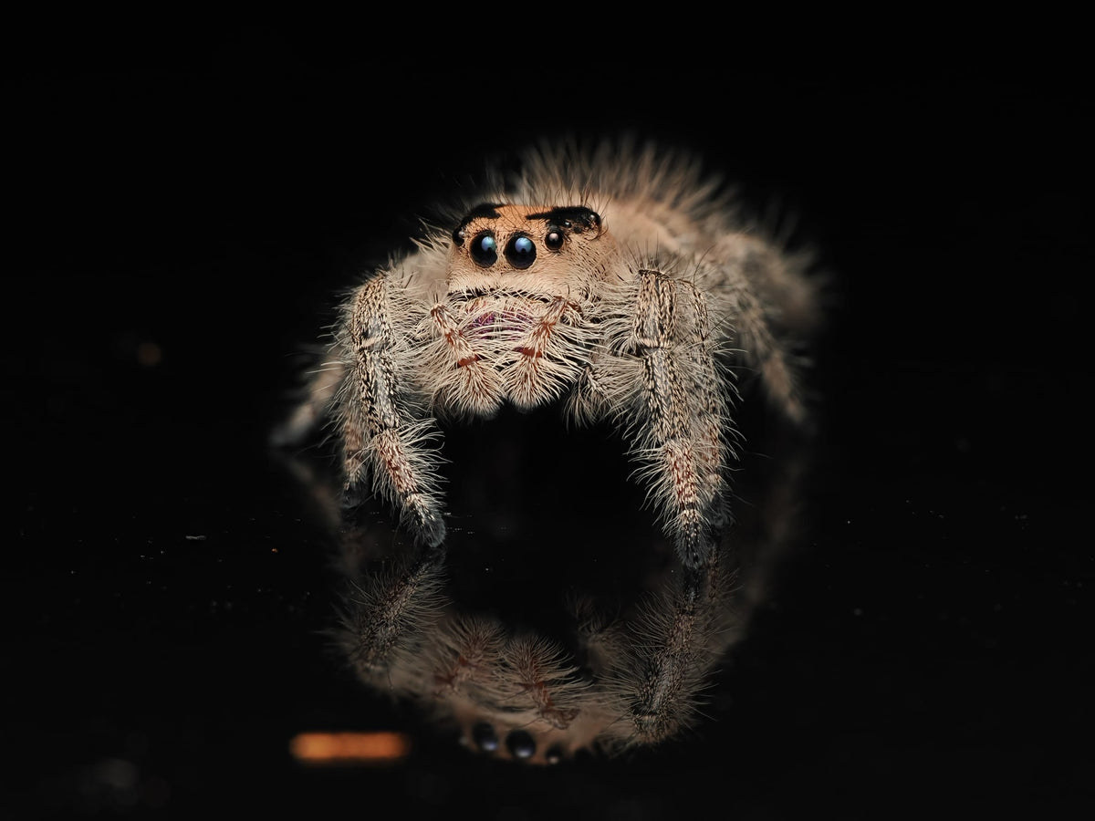 Royal (Phidippus regius) AC-B-01019 — photograph deef2efd-dd21-44b5-9ed1-8b1b459e2f50