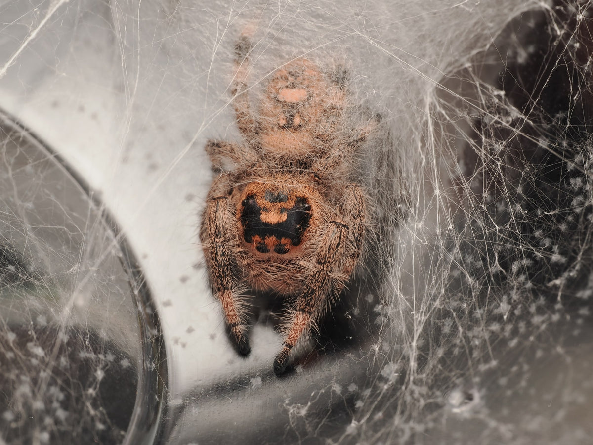 Royal (Phidippus regius) AC-B-01020 — photograph 901ea35b-f4d2-45b0-82b0-b8a7da043708