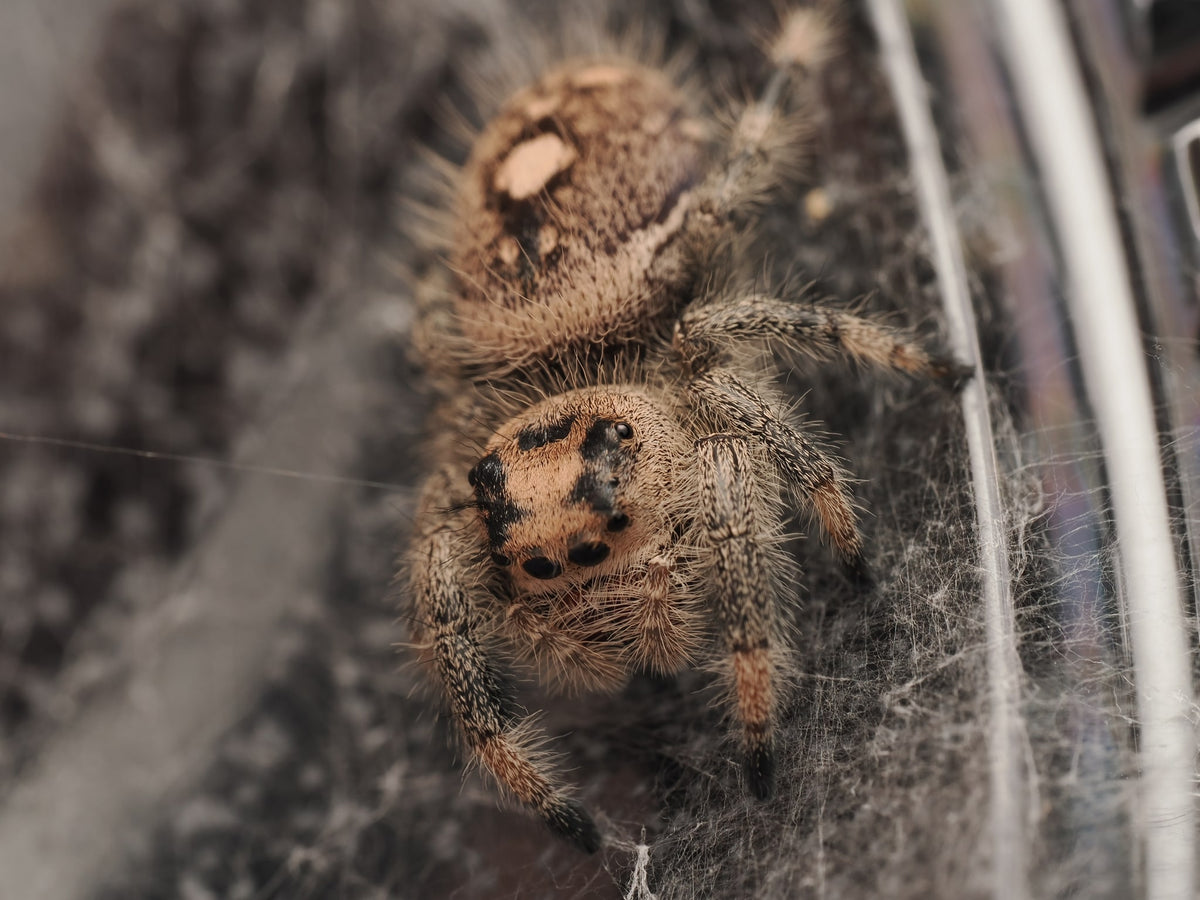 Royal (Phidippus regius) AC-B-01021 — photograph 073fc306-4cff-4d14-a32b-072c874a5c7a
