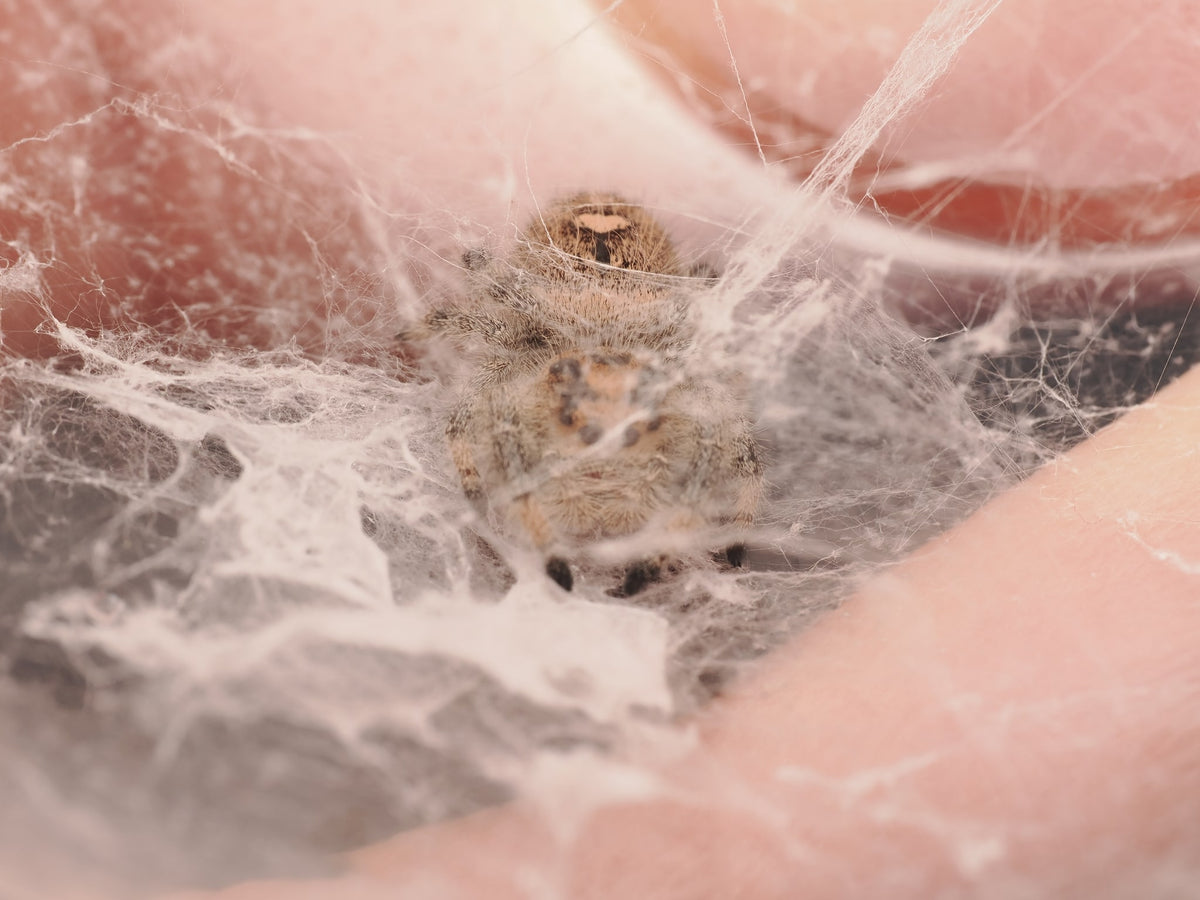 Royal (Phidippus regius) AC-B-01023 — photograph 3e0956f4-a799-43bb-9012-211c187c99e4