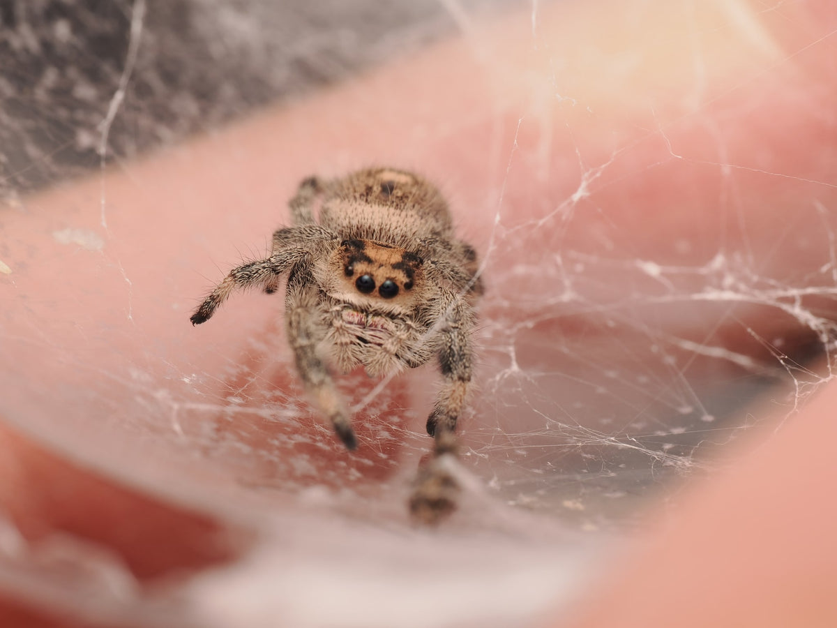 Royal (Phidippus regius) AC-B-01024 — photograph 02392206-f57d-4bf4-836d-042761f9d979