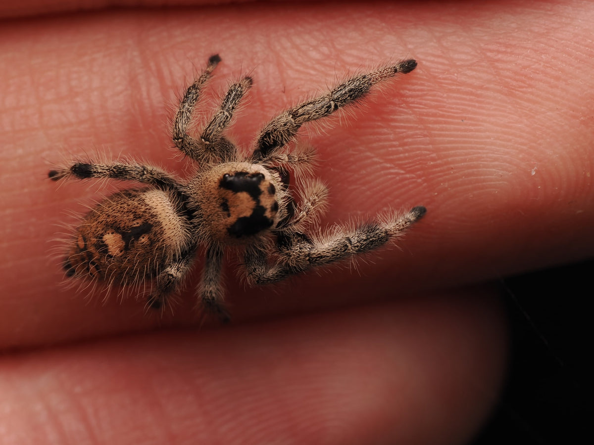 Royal (Phidippus regius) AC-B-01025 — photograph afb2b185-8e93-4ad8-937b-550fabd3fbe6