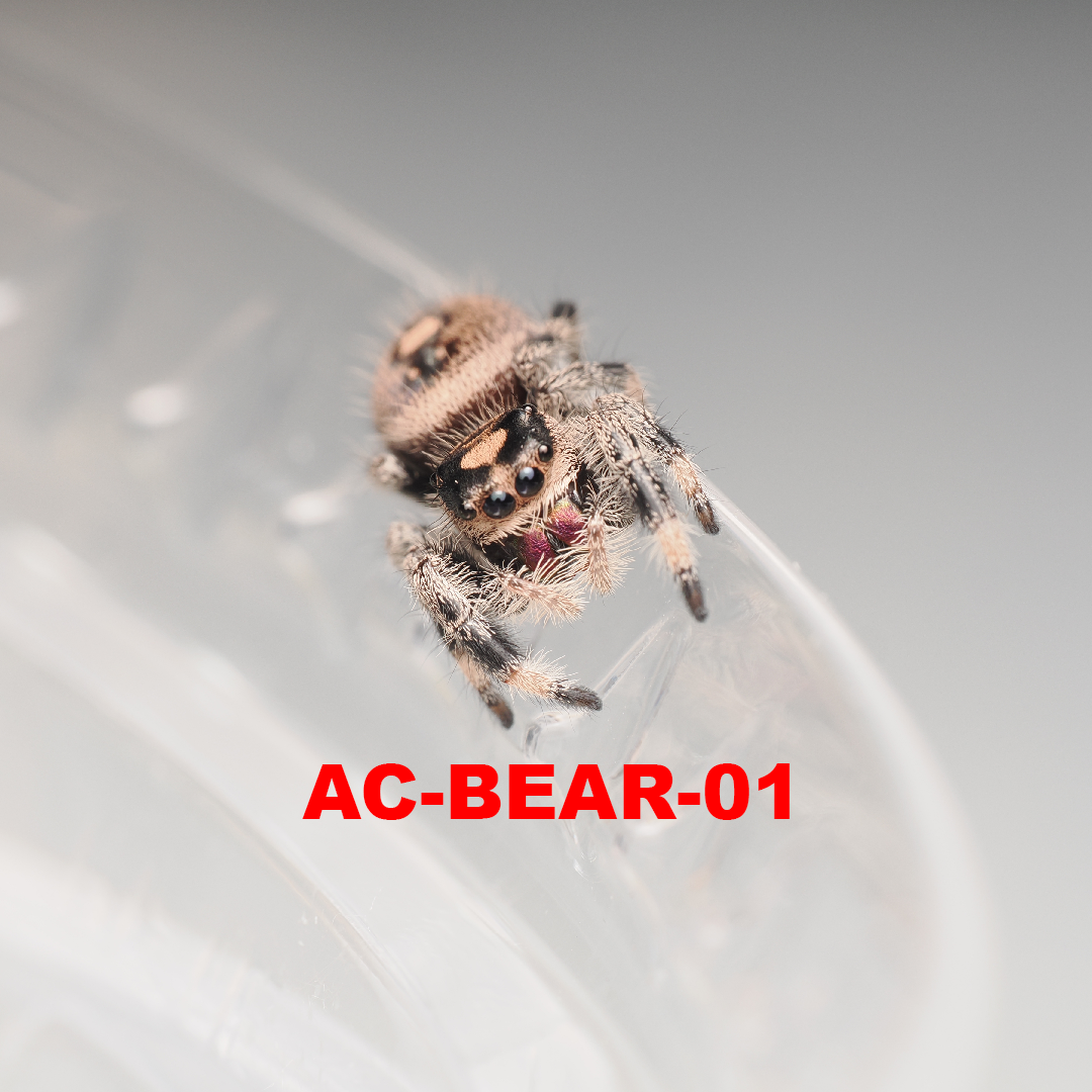 Royal (Phidippus regius) AC-BEAR-01