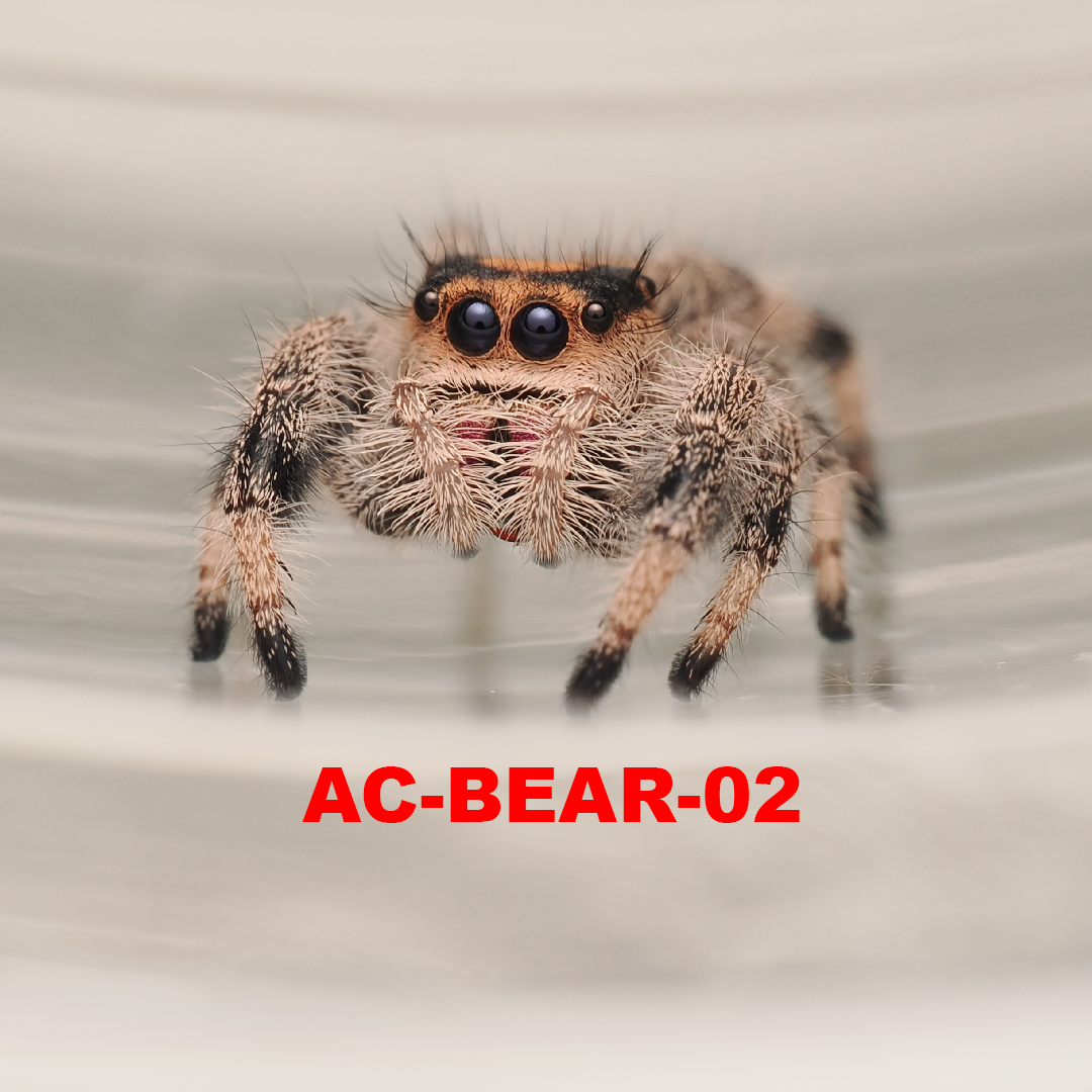 Royal (Phidippus regius) AC-BEAR-02