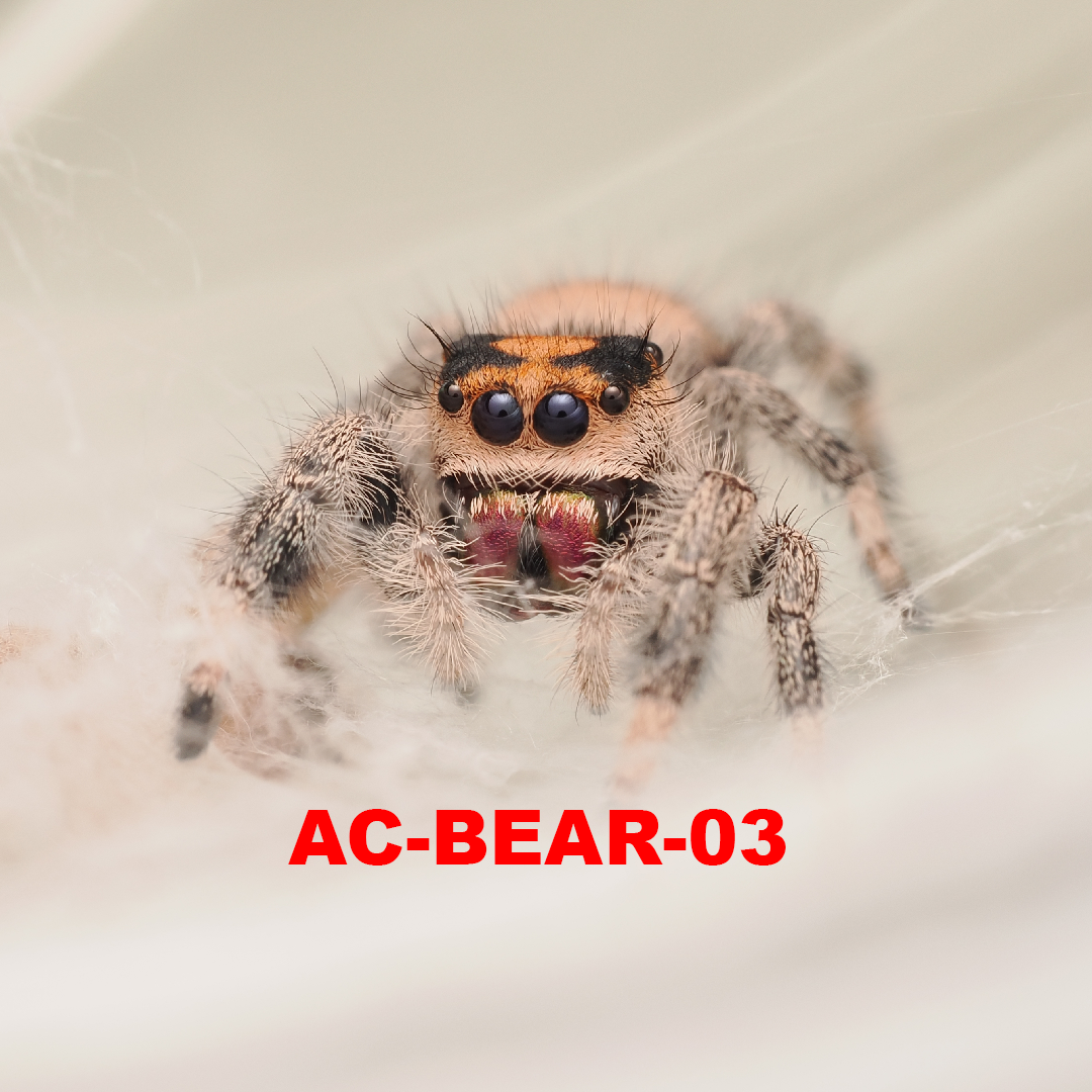 Royal (Phidippus regius) AC-BEAR-03