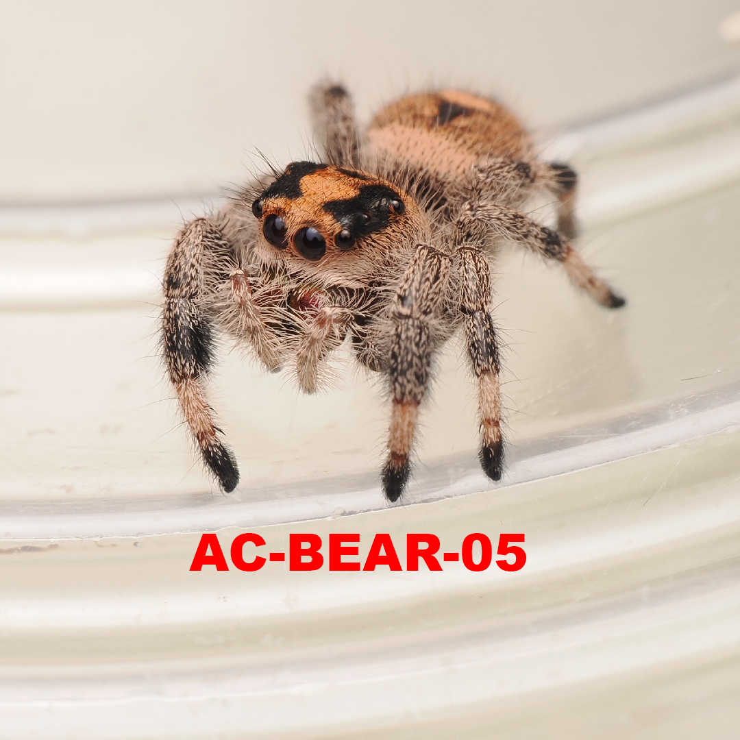 Royal (Phidippus regius) AC-BEAR-05