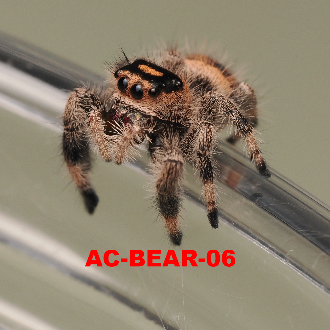 Royal (Phidippus regius) AC-BEAR-06