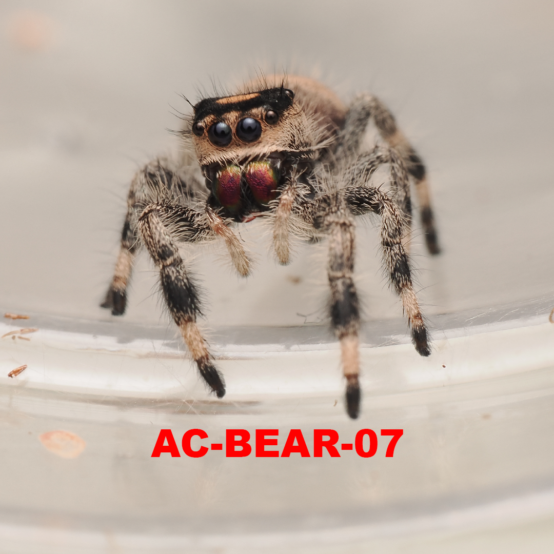 Royal (Phidippus regius) AC-BEAR-07