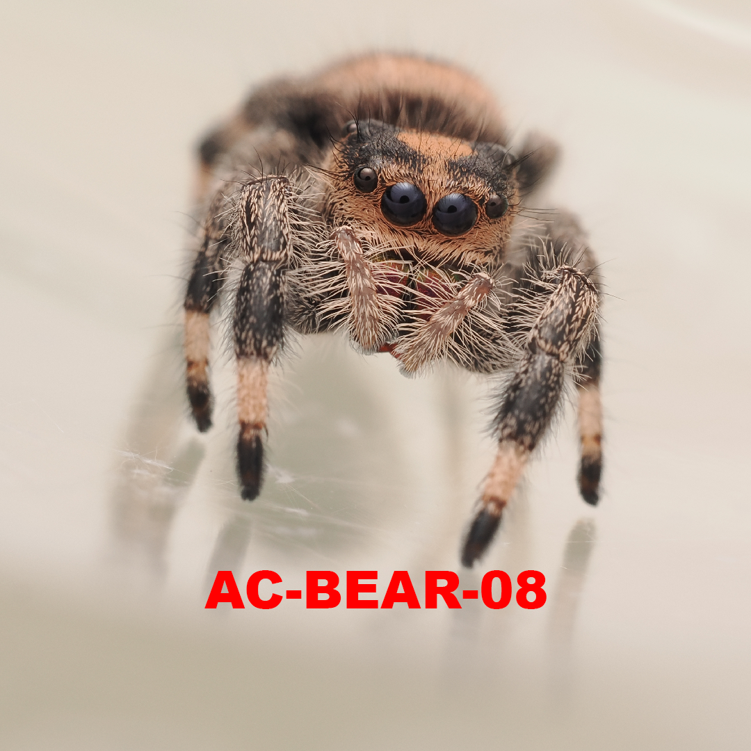 Royal (Phidippus regius) AC-BEAR-08